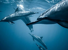 JiuyouSports：科技点亮运动生活的新纪元